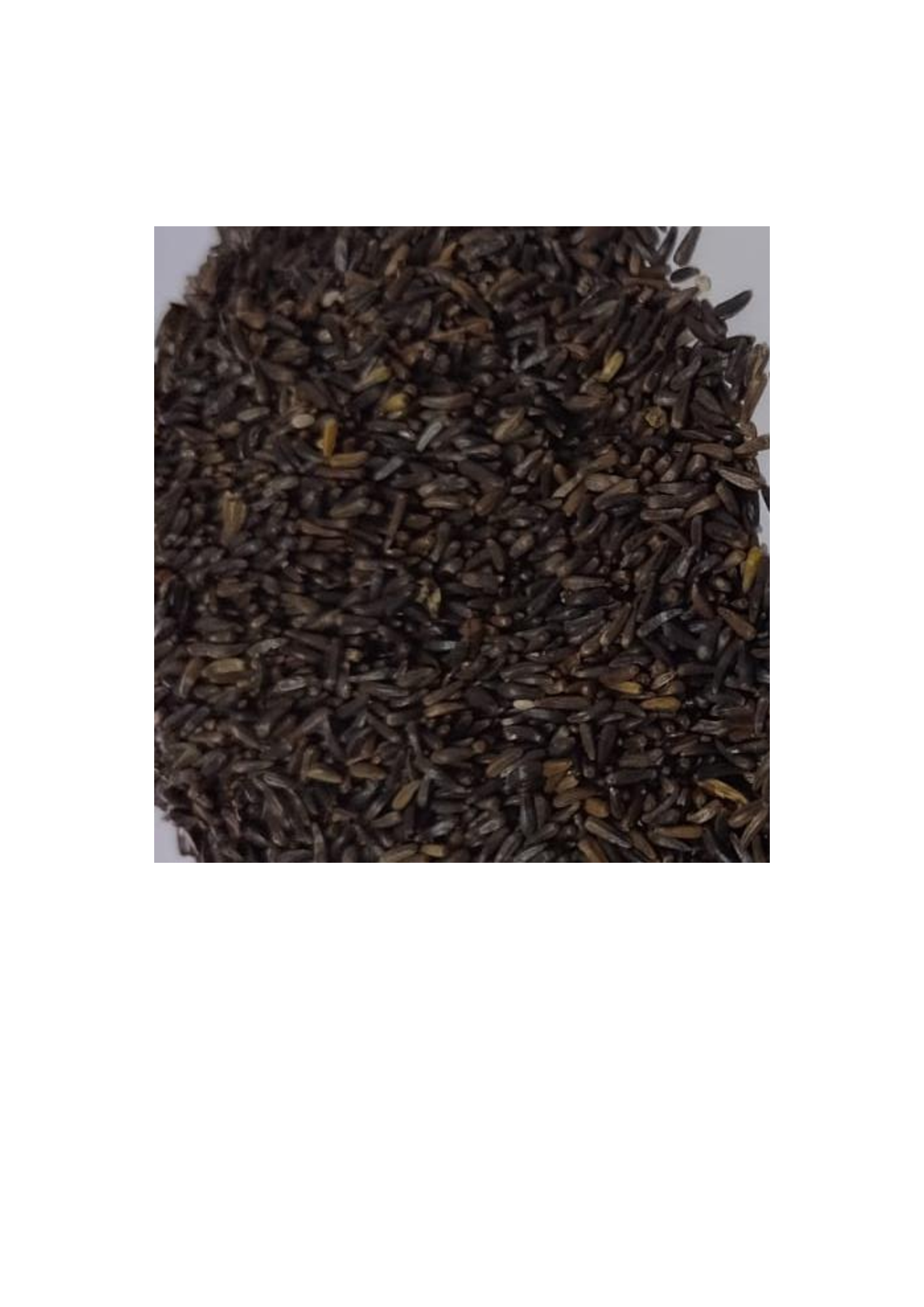 Niger para pássaros.